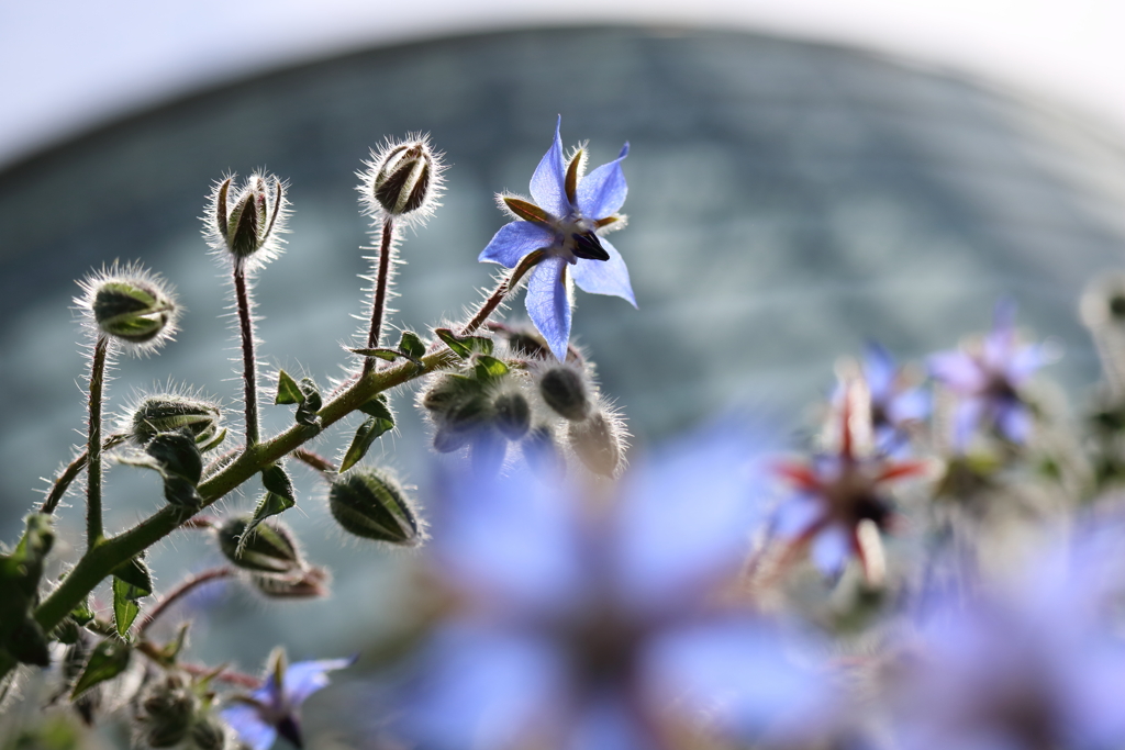 春の花7