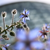 春の花7