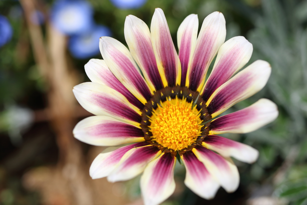 春の花8