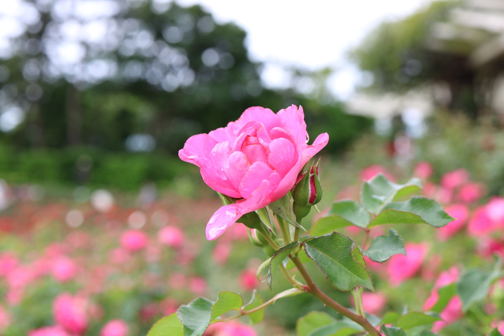 谷津バラ園　⑧