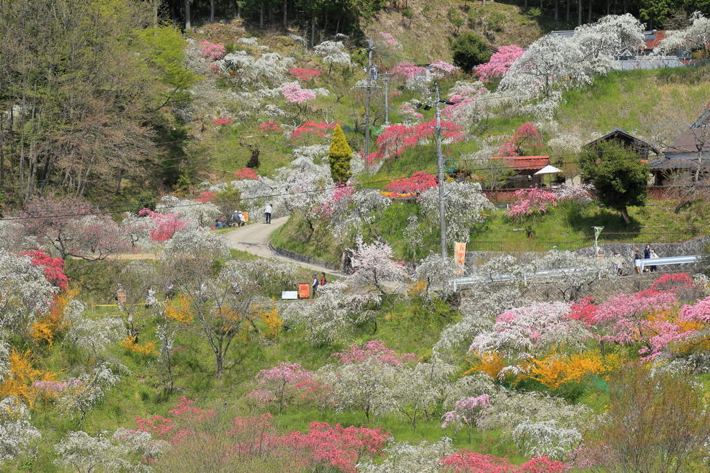 山間春景