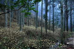 木立