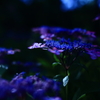 紫陽花　～夕暮れ