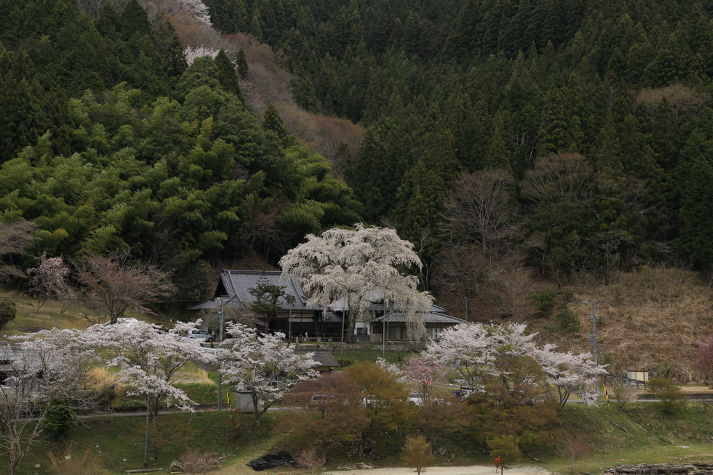 大安寺の桜