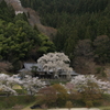 大安寺の桜