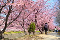 河津桜並木