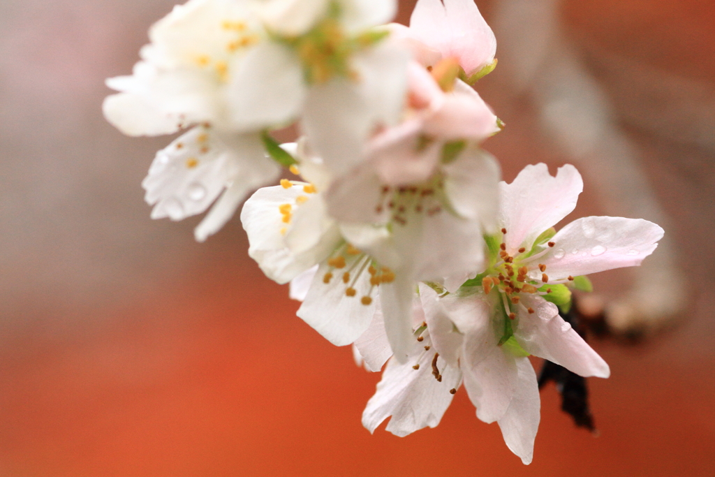 四季桜
