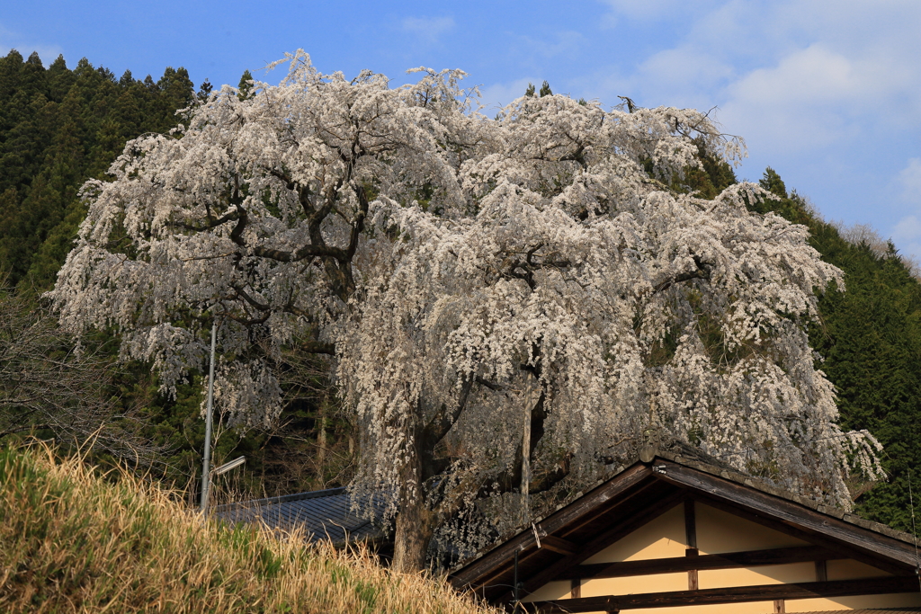 大安寺のしだれ桜