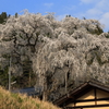 大安寺のしだれ桜