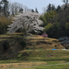 成合の一本桜