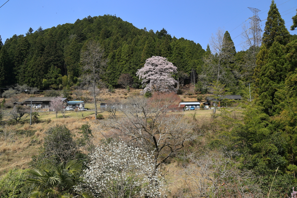 裏山のエドヒガン