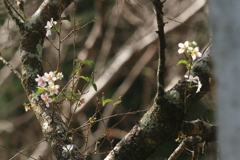 秋の桜