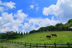 公園の牧場