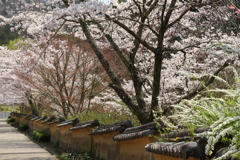 室町塀と桜