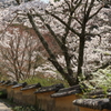 室町塀と桜