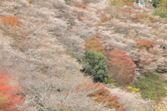 四季桜