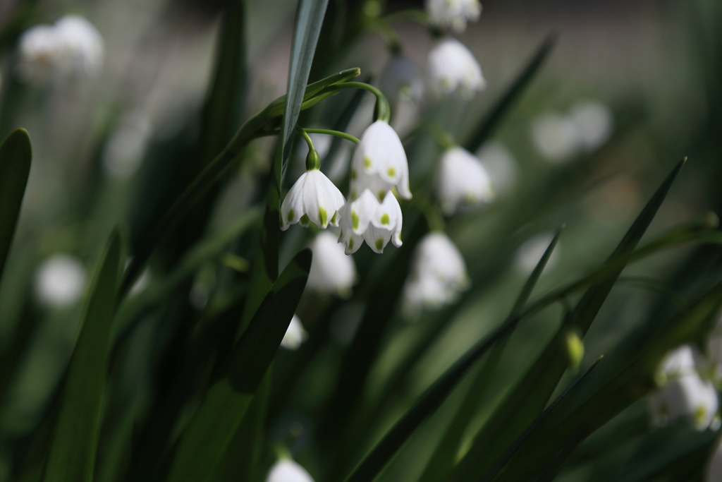 スノーフレーク