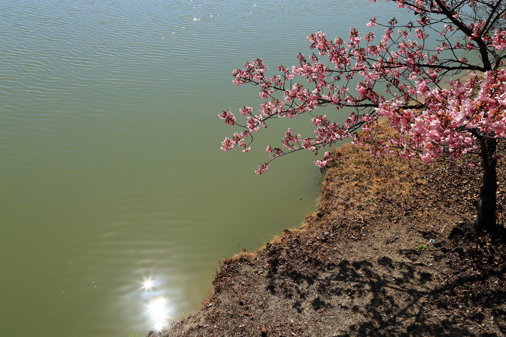河津桜