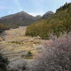 梅咲く棚田