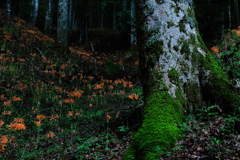 オオキツネノカミソリの森