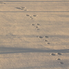 雪残る朝