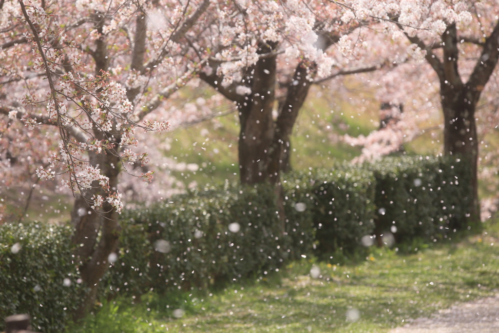 花雪