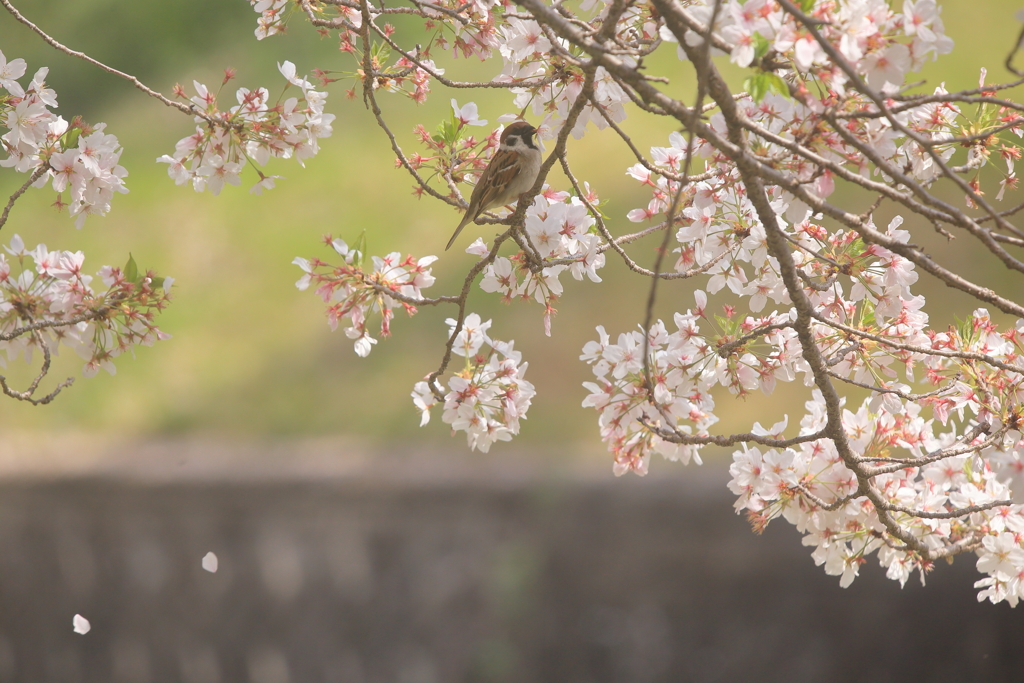 桜スズメ