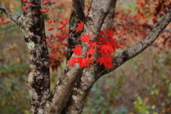 紅葉
