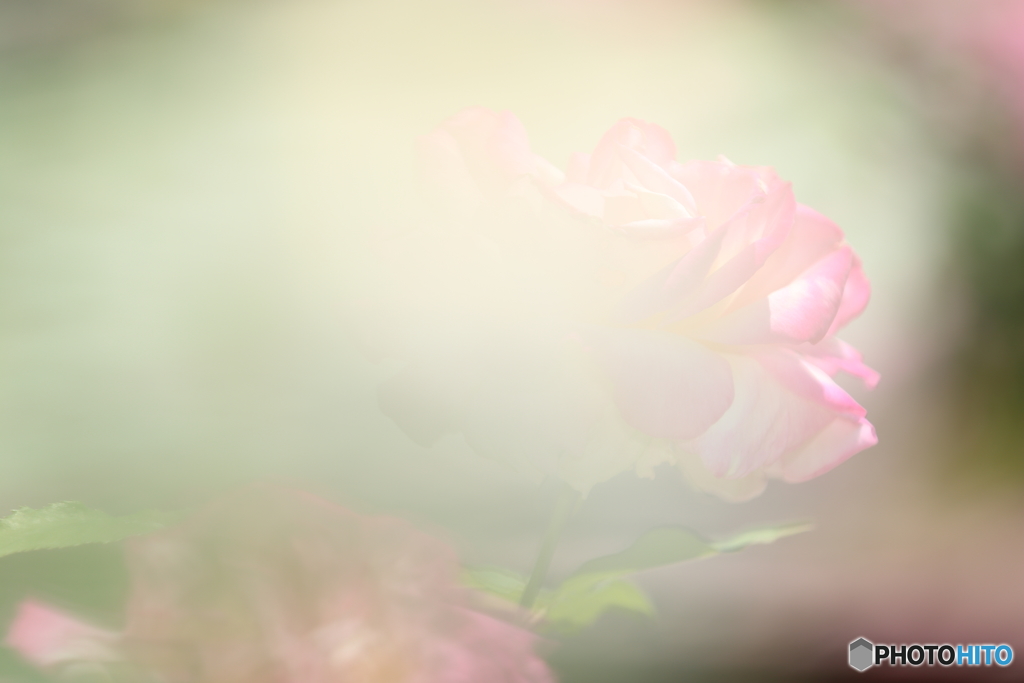 奥は薔薇です
