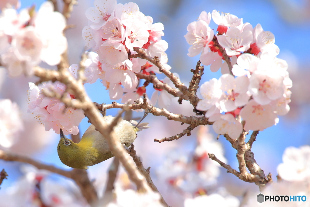 メジロ桜