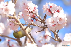 メジロ桜