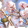 メジロ桜
