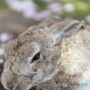 ウサギと