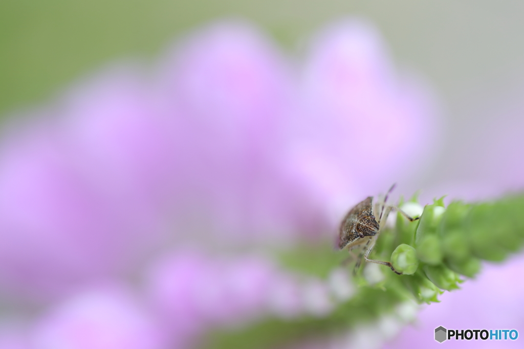 噂のTS-E135mm F2.8L Macroが欲しい