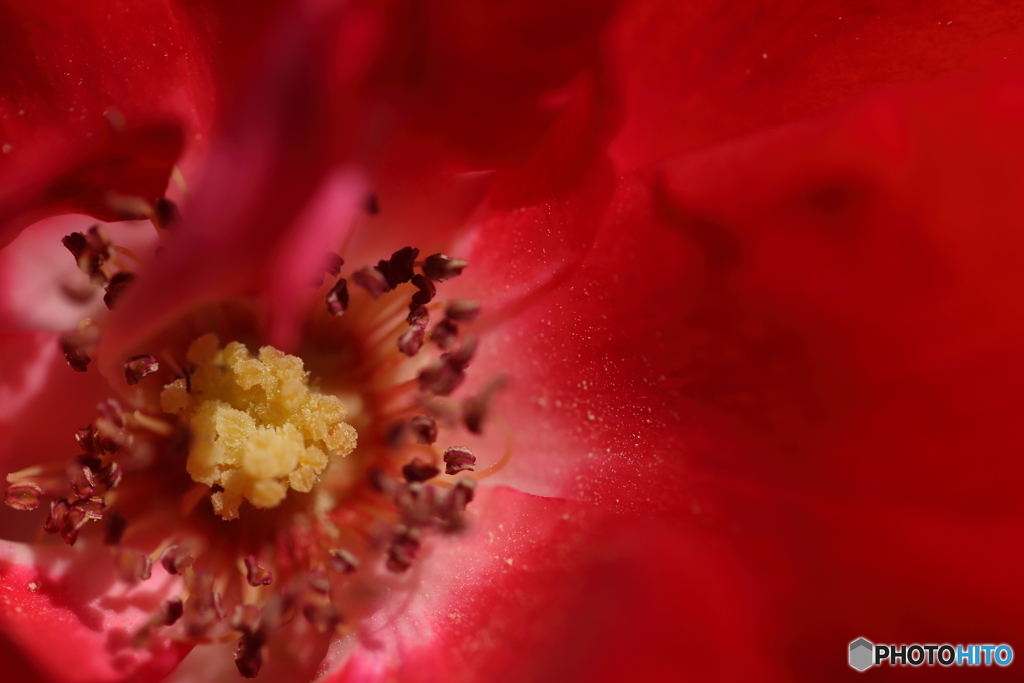 薔薇の雌しべ