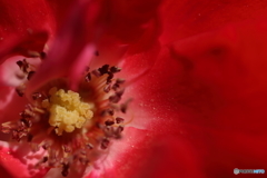 薔薇の雌しべ