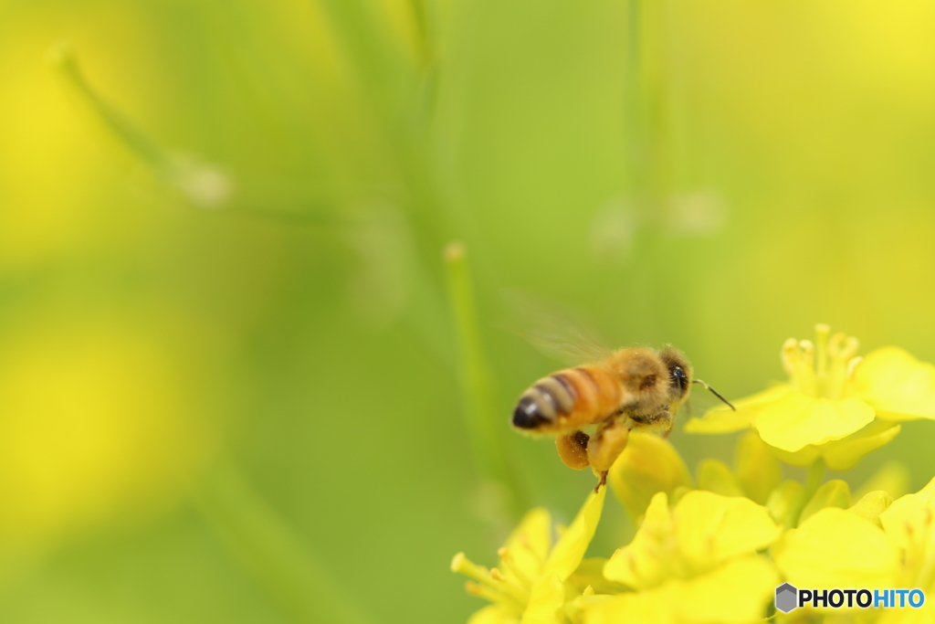 菜の花とミツバチ２