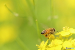 菜の花とミツバチ２