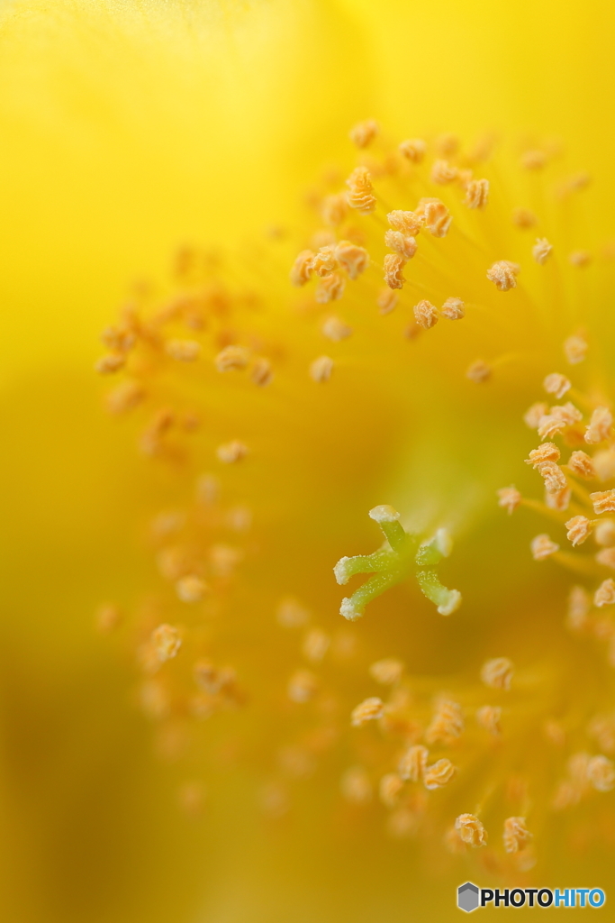 何の花だったっけ？