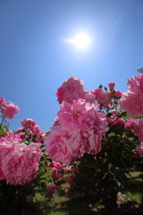 ピンクの薔薇。太陽入り