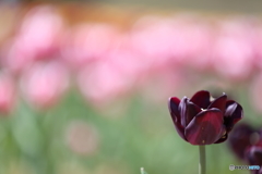 どの花見ても