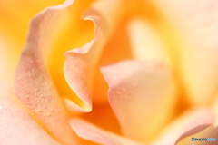 薔薇だよ