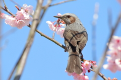 ヒヨにも・・・