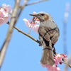ヒヨにも・・・