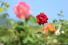 赤い薔薇