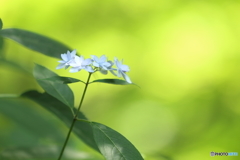 七段花（ヤマアジサイ）