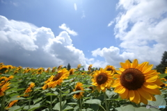 入道雲とヒマワリ