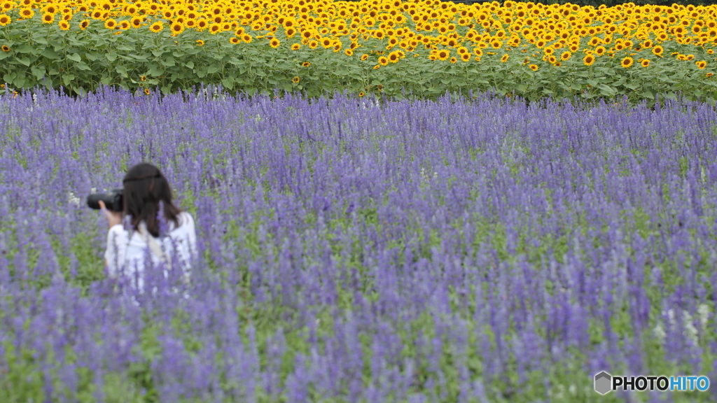 ヒマワリと女性写真家