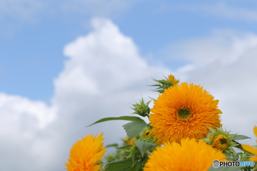 夏っ