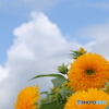 夏っ